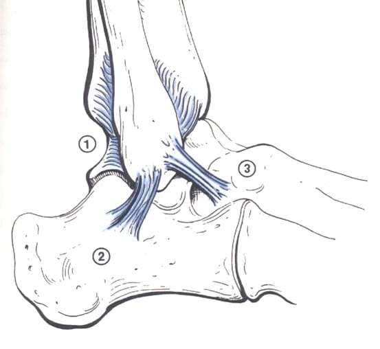 distorsione di caviglia legamenti esterni