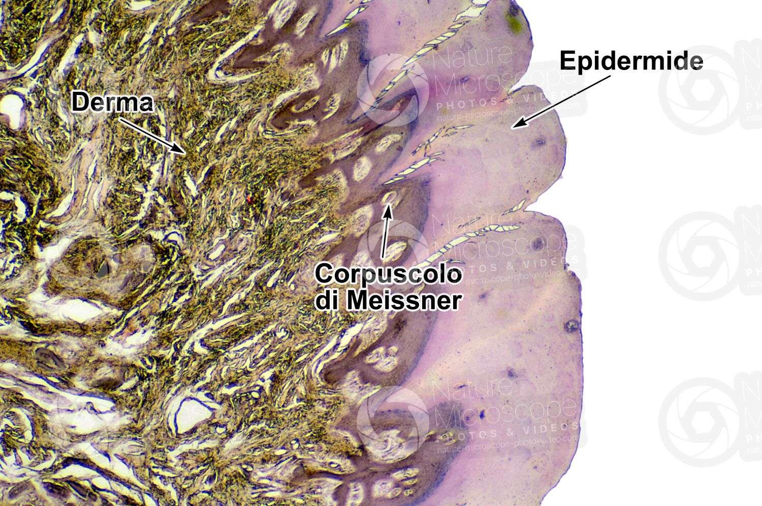 la propriocezione corpuscoli di meissner