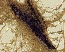 propriocezione-corpuscoli-di-ruffini