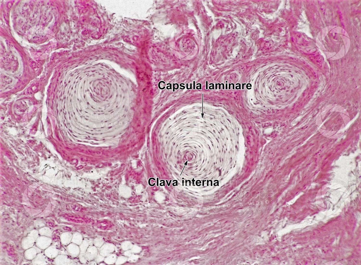 propriocezione corpuscolo di pacini