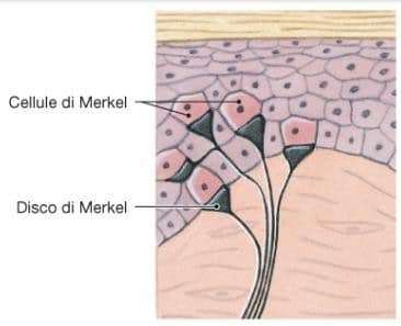 propriocezione-recettori-di-merkel