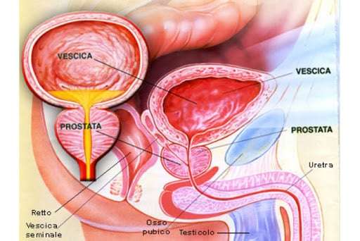 prostata anatomia