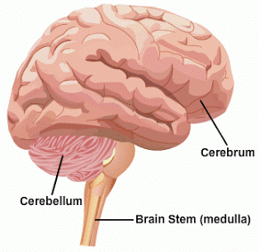 sclerosi multipla sistema nervoso centrale