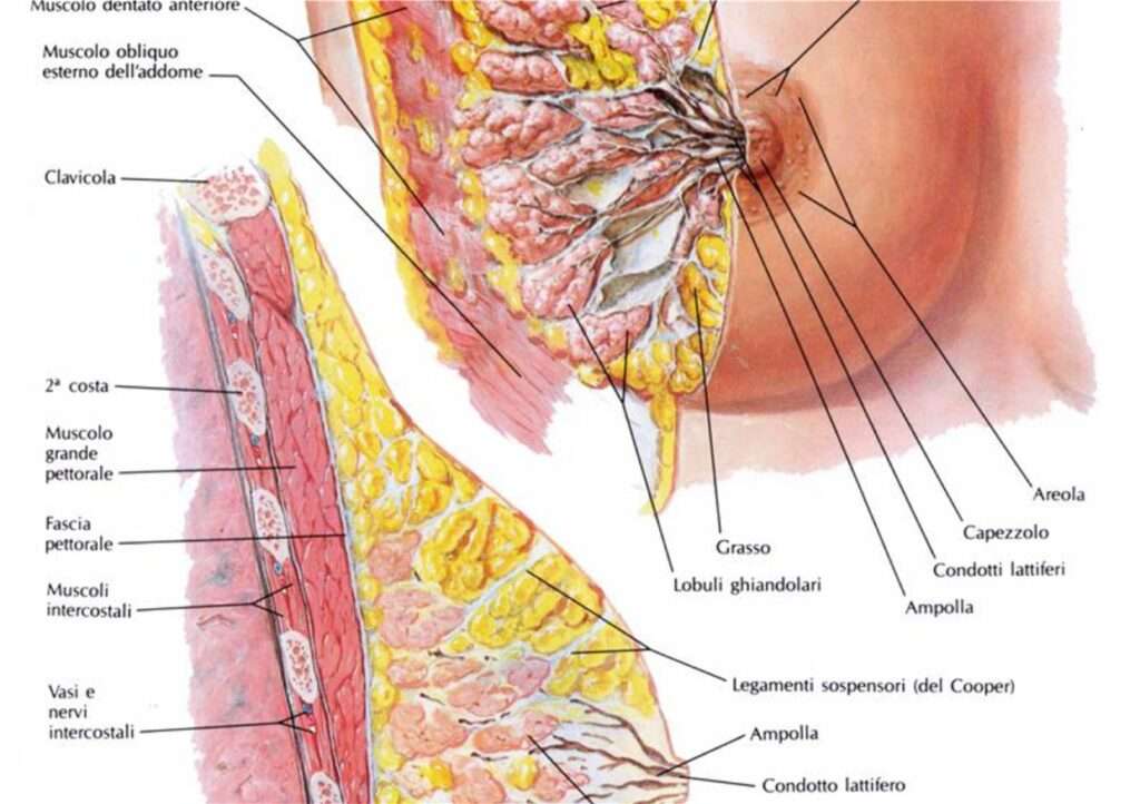 tumore al seno ghiandola mammaria