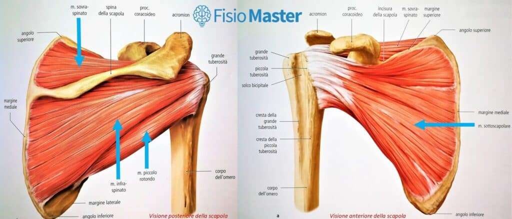 test cuffia dei rotatori